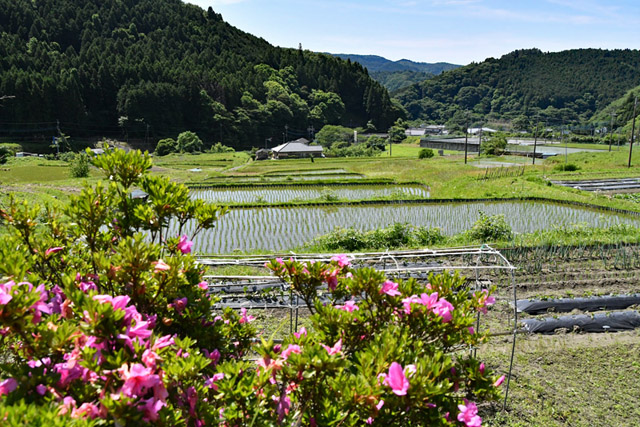 油ヶ崎の棚田