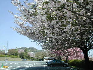  八重桜