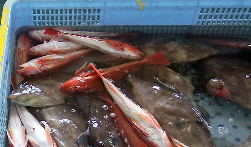 カナガシラ、カワハギ カナガシラ、カワハギ
