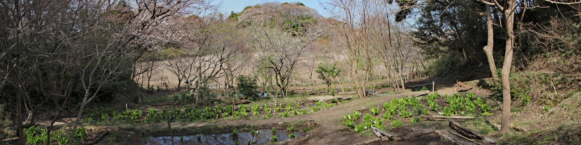 水芭蕉・赤羽緑地公園