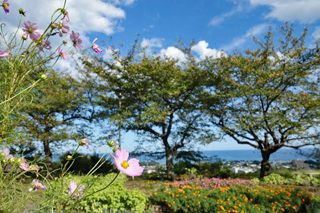かみね公園花壇