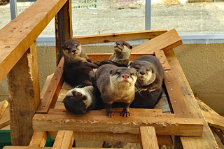 日立市かみね動物園