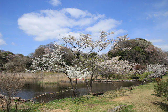 赤羽緑地公園