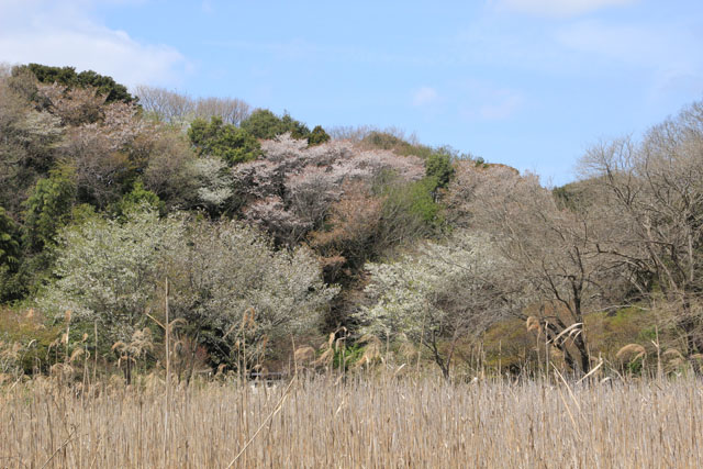 赤羽緑地公園葦