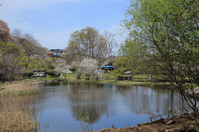 大島桜