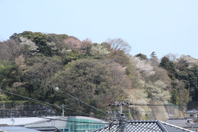 桜山