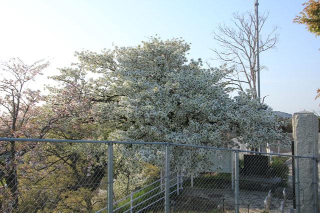 久慈小学校