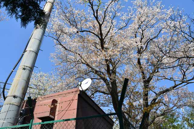 大島桜