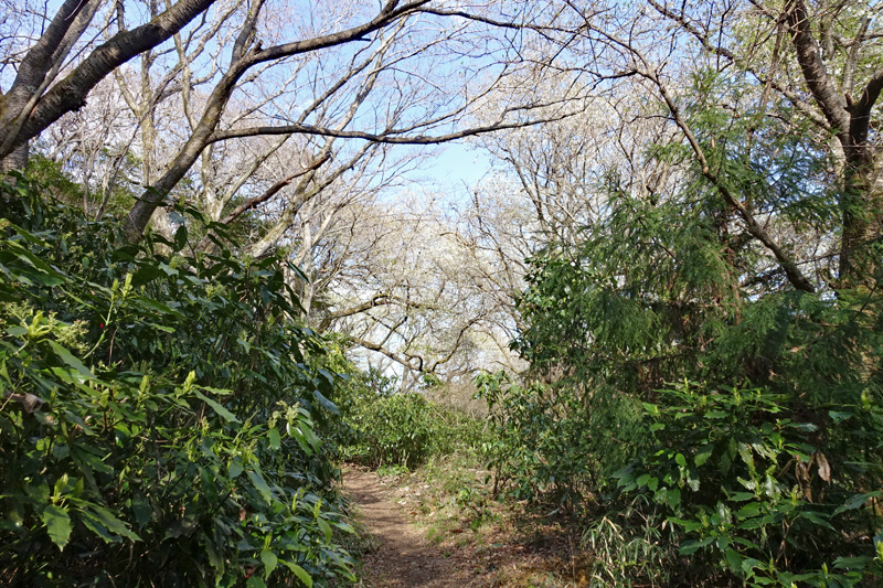 登山道