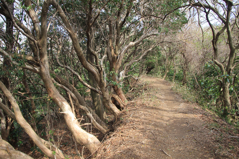 山道