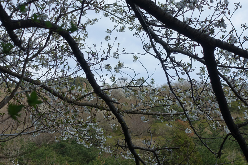 大島ザクラ