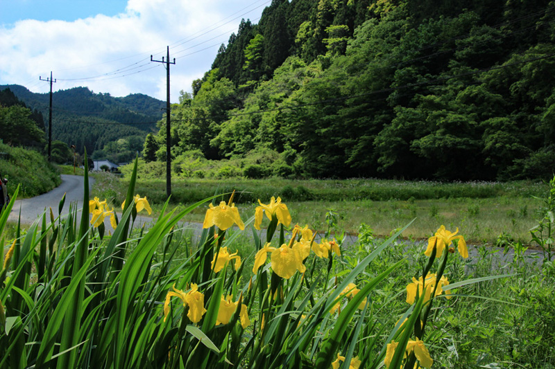 志毛（しもう）