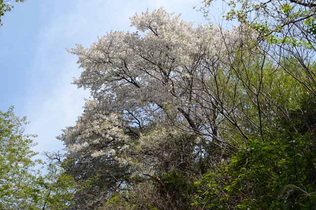 満開の大島桜