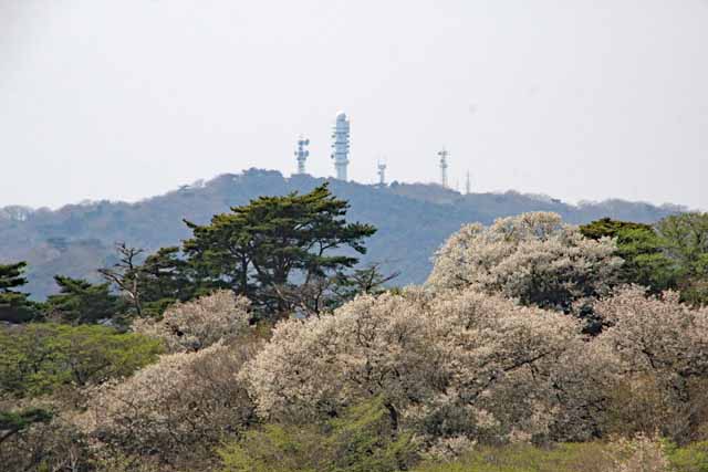 高鈴山が見える