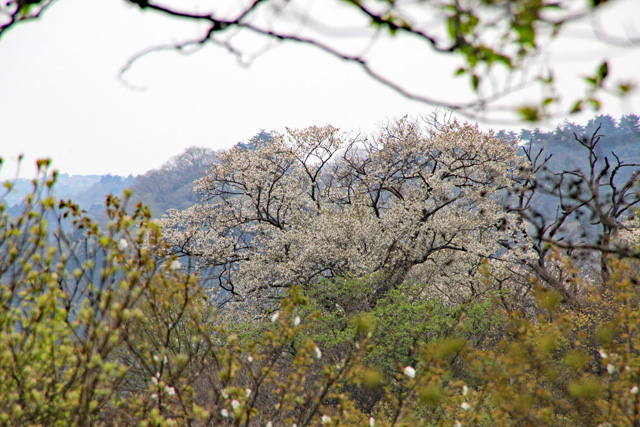 一本桜